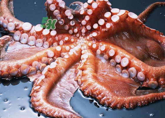章魚有幾個心臟？章魚有幾條腿