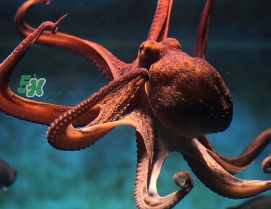 章魚可以生吃嗎？生吃章魚的危害