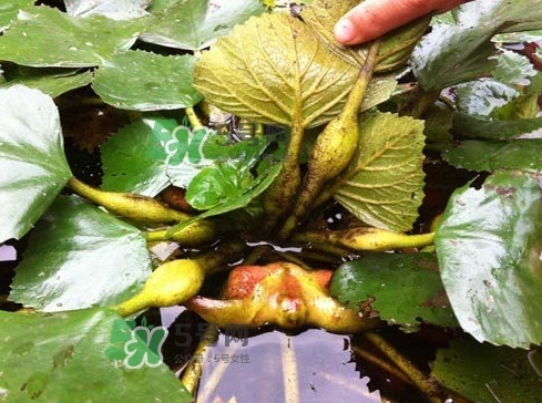菱角多少錢(qián)一斤？生菱角多少錢(qián)一斤？