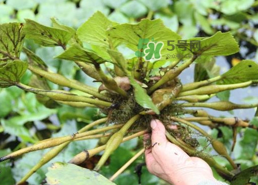 紅菱怎么種植？新鮮紅菱怎么保存