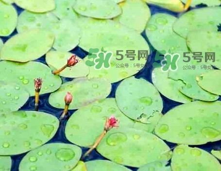 莼菜怎么讀？莼菜是哪里的特產(chǎn)