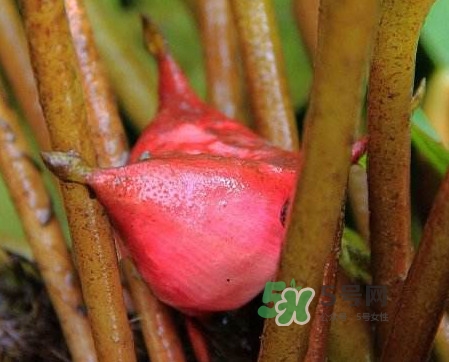 紅菱怎么吃？吃紅菱有什么好處？