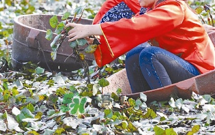 紅菱什么時候上市？什么時候采紅菱