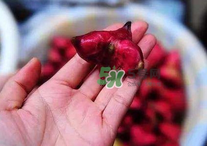 紅菱怎么吃？吃紅菱有什么好處？