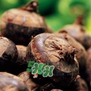 野荸薺是什么樣子的？野荸薺的營養(yǎng)價值