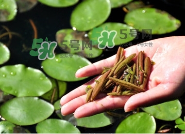 莼菜怎么讀？莼菜是哪里的特產(chǎn)