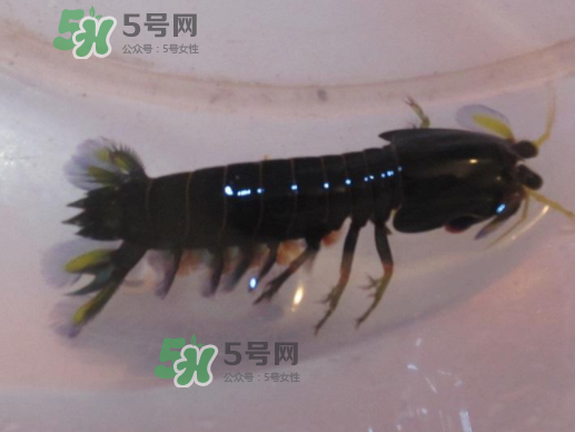 七彩神蝦是什么蝦？七彩神蝦怎么回事？
