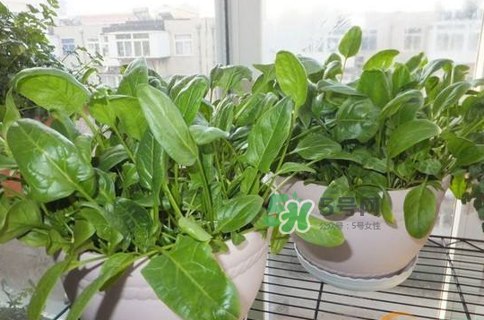 八月份可以種菠菜嗎？波菜8月中旬種可以嗎？