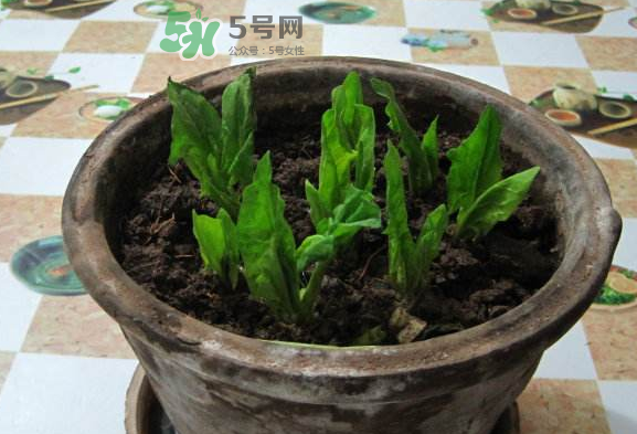 八月份可以種菠菜嗎？波菜8月中旬種可以嗎？