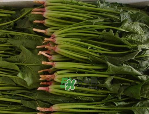 八月份可以種菠菜嗎？波菜8月中旬種可以嗎？