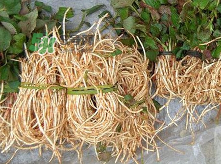魚腥草有毒嗎？魚腥草有副作用嗎