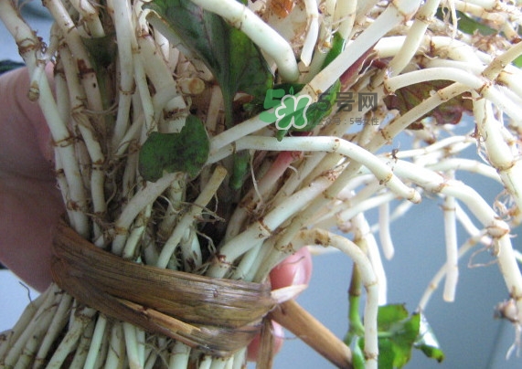 魚腥草干的好還是新鮮的好？干的魚腥草怎么吃最好
