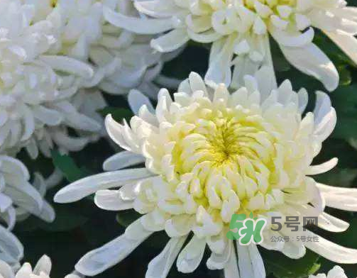 八月份能扦插菊花嗎？菊花可以8月份扦插嗎？