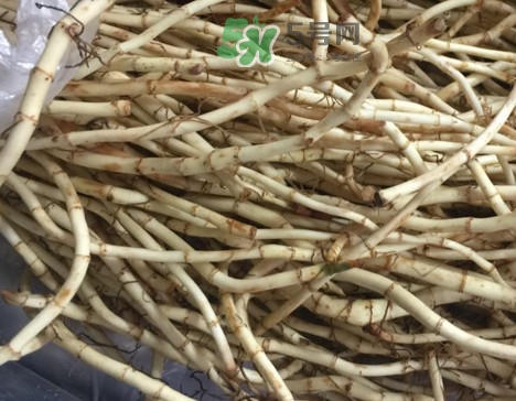 魚(yú)腥草可以和蜂蜜一起喝嗎？蜂蜜能和魚(yú)腥草一起泡嗎