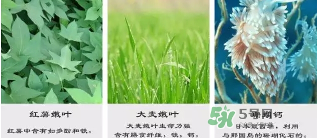 pola青汁效果怎么樣？pola青汁酵素酵素功效