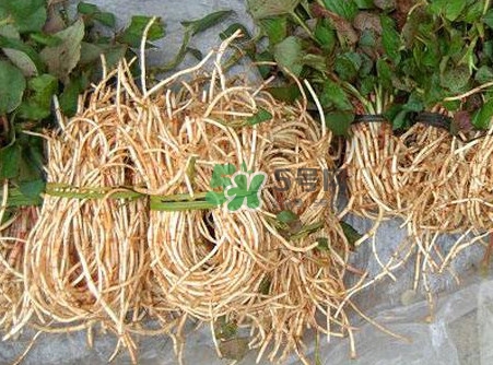 魚腥草什么季節(jié)有？魚腥草什么時(shí)候采摘最好