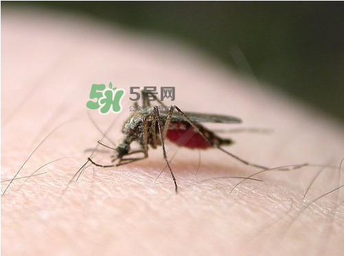九月份還有蚊子嗎？9月份還有蚊子嗎？