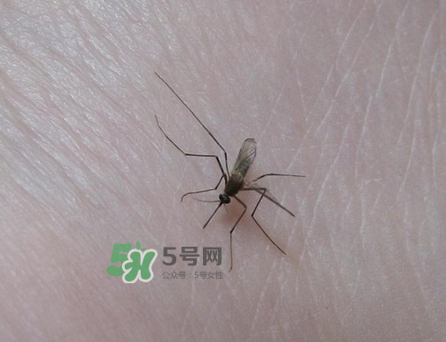 九月份還有蚊子嗎？9月份還有蚊子嗎？