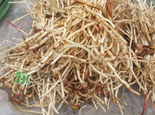 新鮮的折耳根怎么保存？折耳根能放多久
