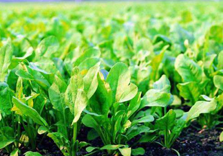 八月份可以種菠菜嗎？波菜8月中旬種可以嗎？
