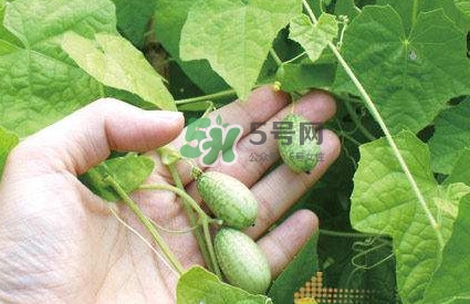拇指西瓜什么時候種植最好？拇指西瓜哪里可以買到
