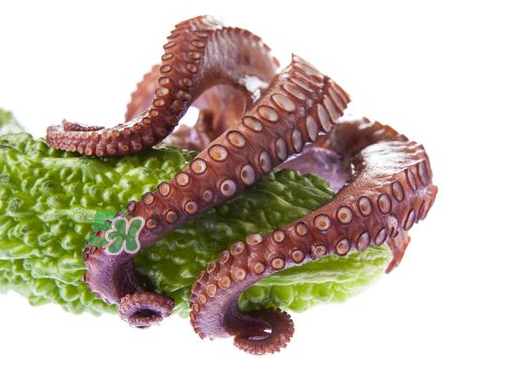 八爪魚什么季節(jié)最好吃？八爪魚什么時(shí)候有籽？