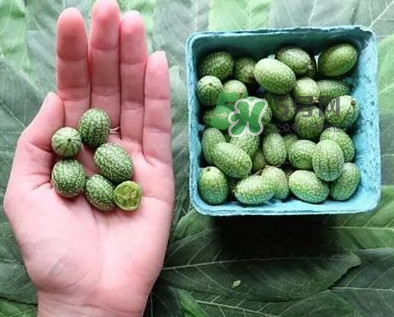 世界上最小西瓜是拇指西瓜嗎？世界上最小西瓜帶皮吃嗎