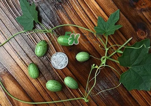 拇指西瓜多少錢(qián)一斤？拇指西瓜一口能吃幾個(gè)？