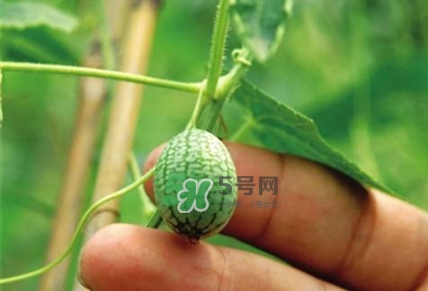 拇指西瓜怎么種？拇指西瓜為什么那么小