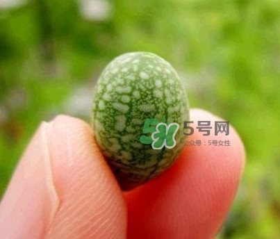 拇指西瓜什么時候上市？拇指西瓜什么時候成熟