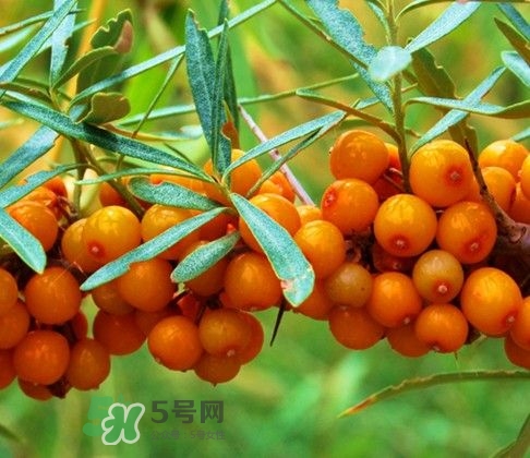 沙棘怎么吃？沙棘果的食用禁忌
