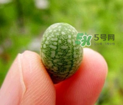 拇指西瓜怎么吃？拇指西瓜好吃嗎