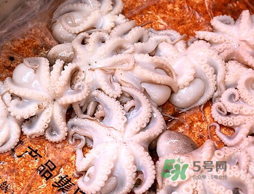 八爪魚可以冷凍嗎？八爪魚可以放冰箱嗎？
