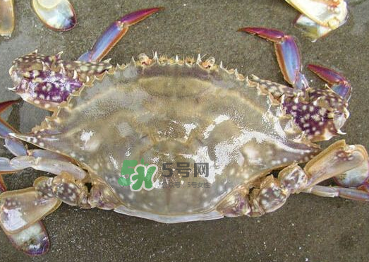 梭子蟹養(yǎng)殖的嗎？梭子蟹養(yǎng)殖和野生的區(qū)別