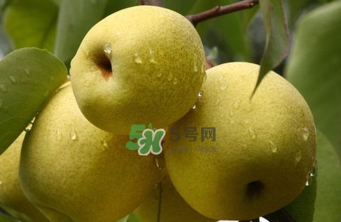 梨子是發(fā)物嗎？梨子是不是不能分著吃