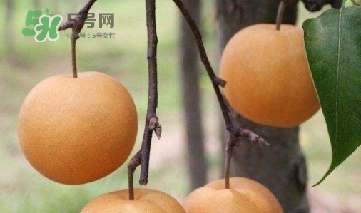梨子什么時候吃最好？梨子什么時候成熟