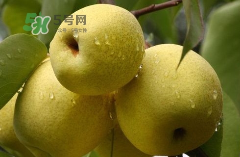 梨子多少錢一斤？皇冠梨多少錢一斤？