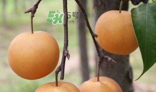 梨子是發(fā)物嗎？梨子是不是不能分著吃
