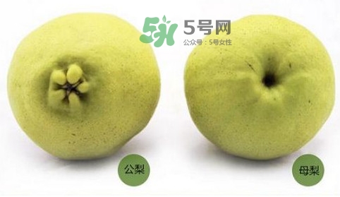 梨子有公母之分嗎？梨子怎么分辨公母