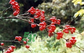 怎么看男人腎好不好？男人腎虛吃什么調(diào)理？