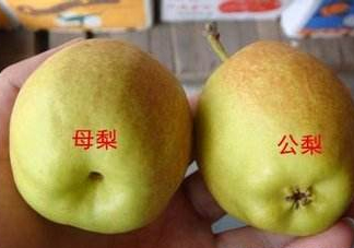 梨子有公母之分嗎？梨子怎么分辨公母