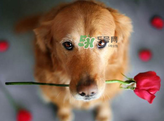 七夕可以提前送花嗎？七夕節(jié)提前幾天送花好？