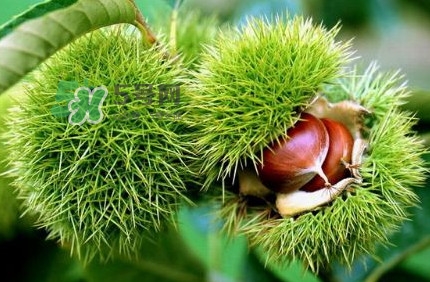 哪里產(chǎn)的板栗最好吃？板栗怎么挑選