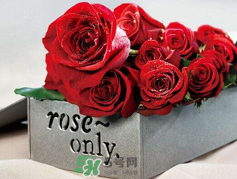roseonly怎么樣？roseonly好看嗎？
