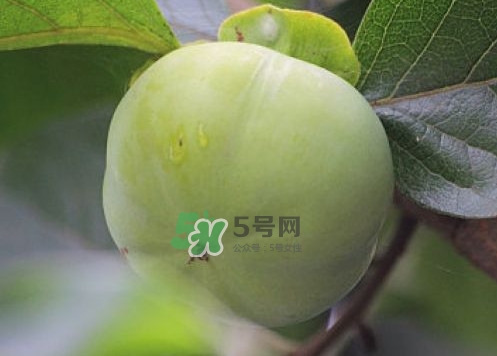 柿子葉能降血糖嗎？青柿子的功效與作用