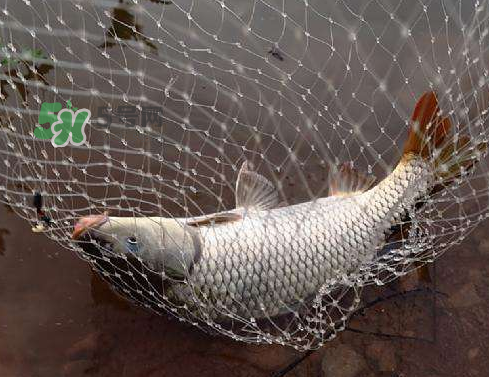八月份釣魚用什么料好？八月份釣什么魚？