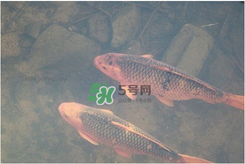 八月份釣魚用什么料好？八月份釣什么魚？