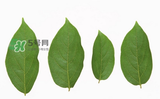 柿子葉能治胃病嗎？柿子葉什么時(shí)候采最好