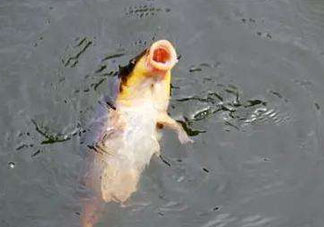 八月份釣魚(yú)用什么料好？八月份釣什么魚(yú)？