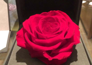 roseonly怎么看真假？roseonly真假對(duì)比